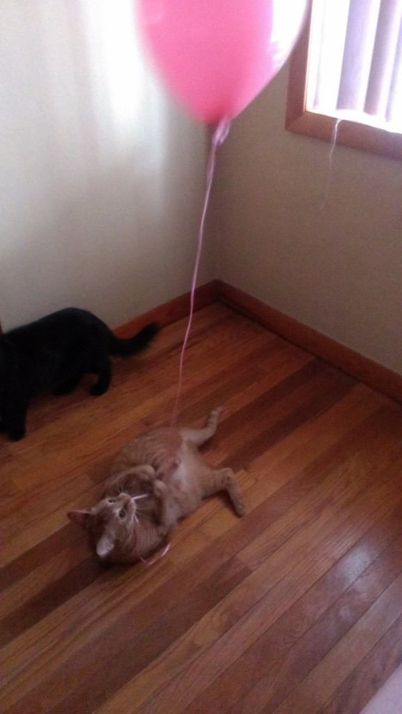 cats & balloon